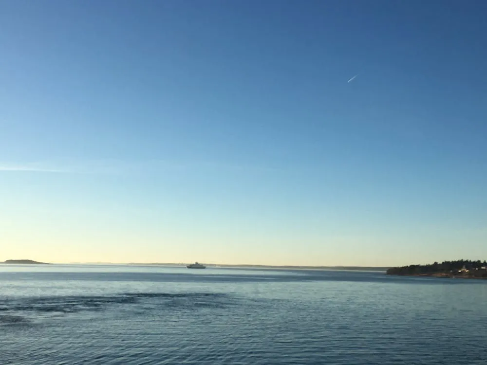 Dog running in a park