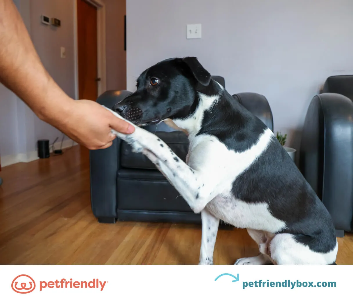 Dog shaking paw with human hand, performing the "shake hands" trick.