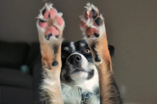 Dog showcasing healthy paw pads up in the air