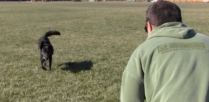 Dog sitting attentively at a distance from its handler, wearing a long line for training