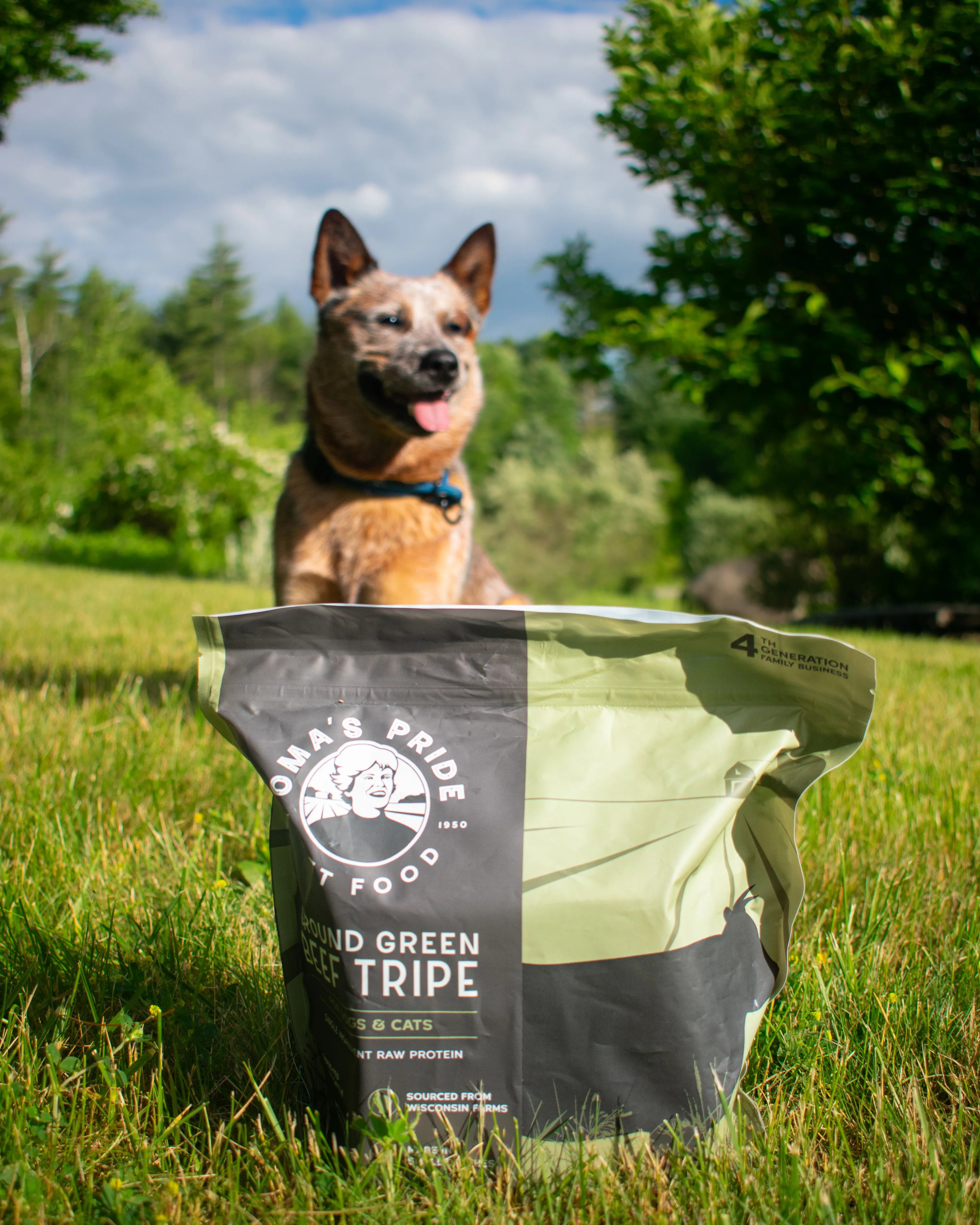Dog sitting in green field behind portion pack bag of tripe.