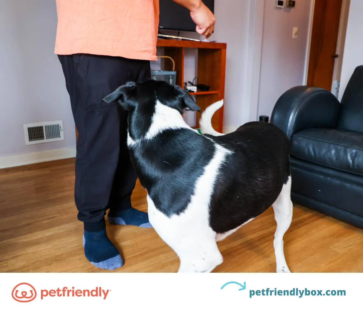 Dog spinning in a circle, following a treat in its owner's hand