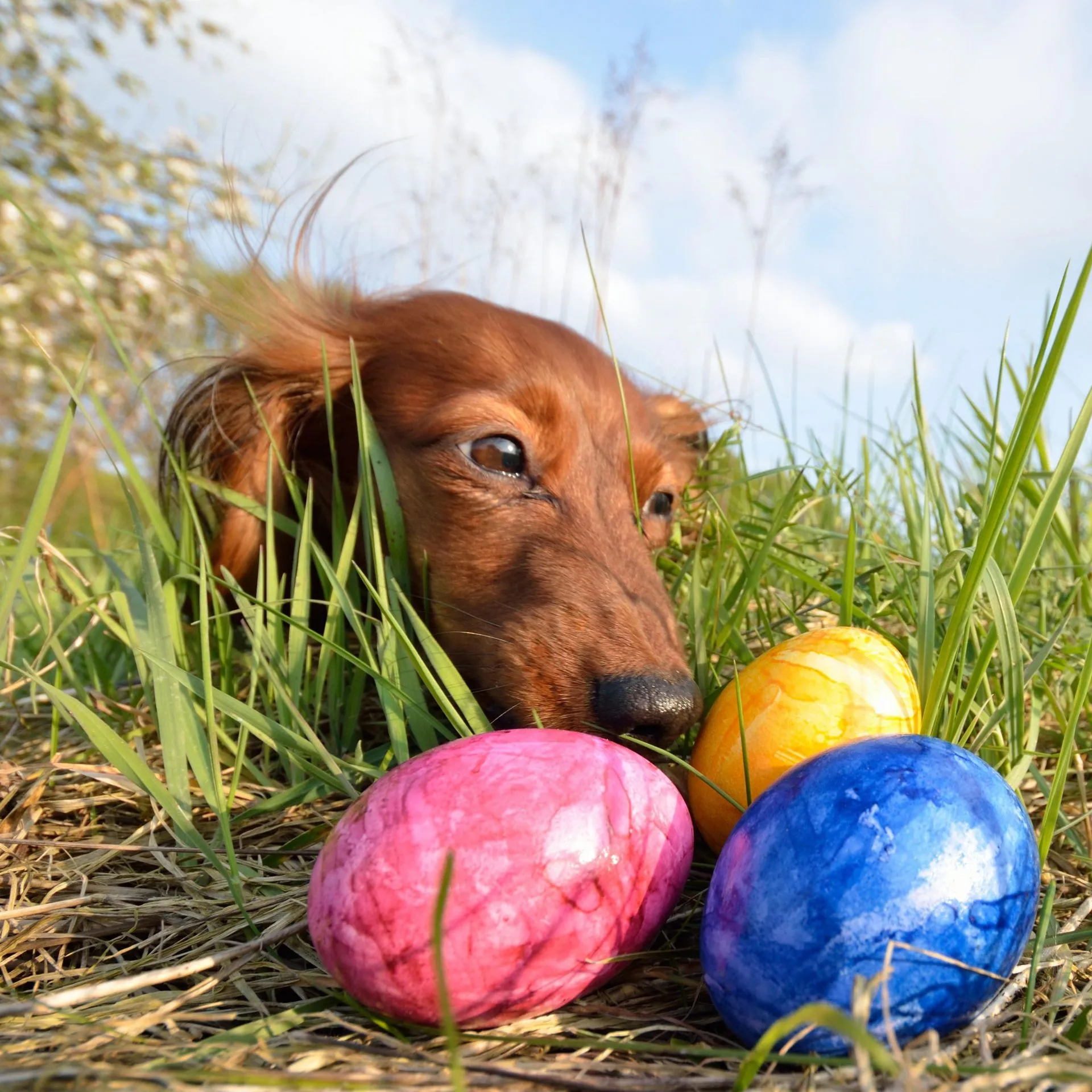 Dog successfully retrieving a ball from a field