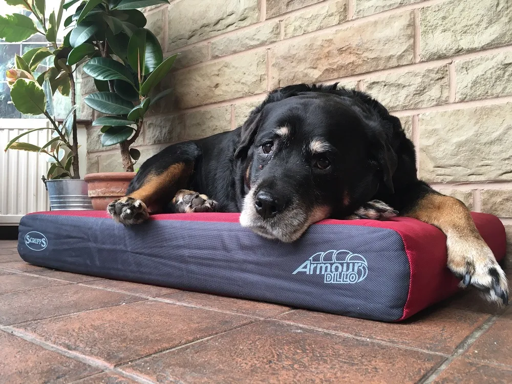 Dog testing the durability and support of the Scruffs memory foam dog bed