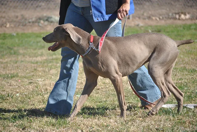 Dog trainer and owner, Meagan Karnes, walks a Weimaraner on a leash, demonstrating proper leash handling.