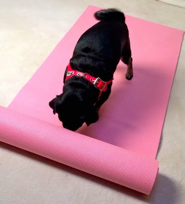 Dog unrolling a yoga mat