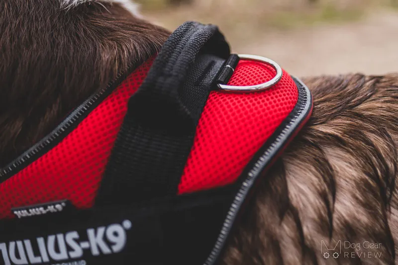 Dog wearing a breathable harness