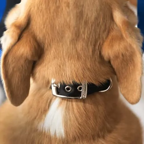 Dog wearing a Canny Collar with the buckle secured behind the ears, showing correct high neck placement