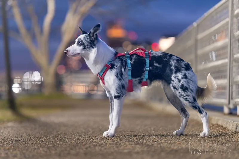 Dog wearing the lightweight Ruffwear Flagline harness, showcasing its three-strap design