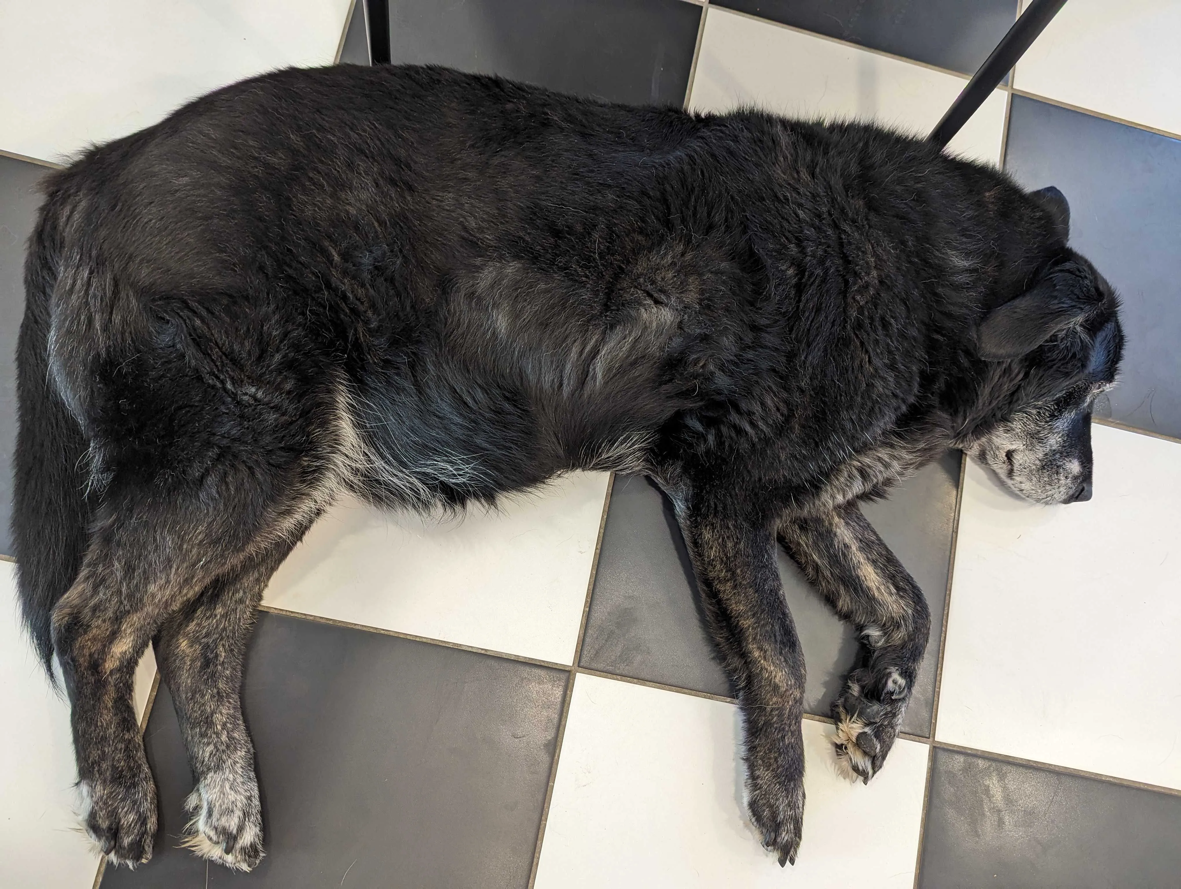 Dog with a stomach that resembles a potbelly appearance, a common symptom for dogs with Cushing's Disease.