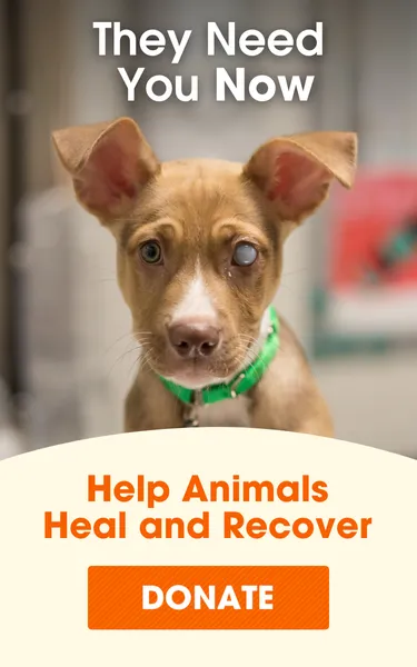 Dog with cloudy eye needs medical attention