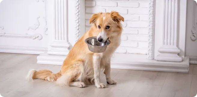 Dog with its bowl