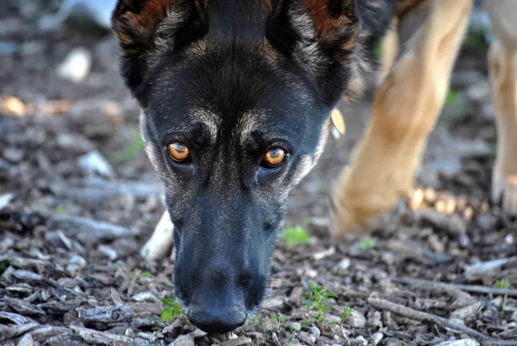 Dog with long snout sniffing the ground in a grass field, participating in nose work activities.
