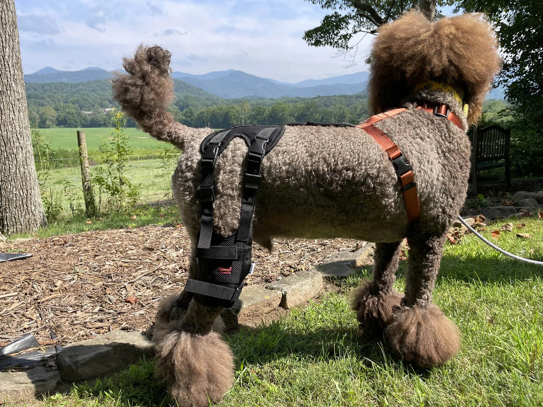 Dog with torn ACL / CCL wearing dog knee brace for support