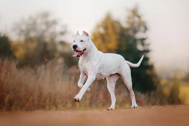 Dogo Argentino running on a trail outdoors, highlighting its strength and quick responsiveness.