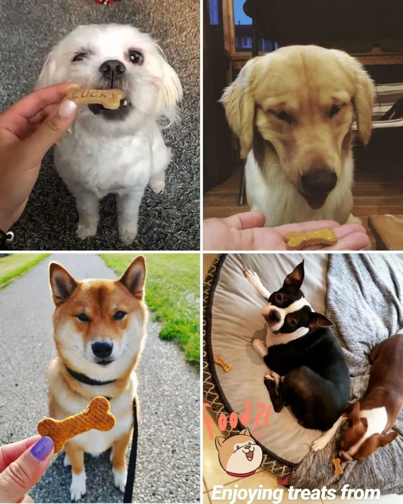 Dogs and puppies happily eating cookies