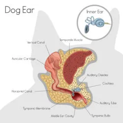 Dogs are more prone to ear infections than humans because their ear canal forms an ‘L’ shape that holds moisture. And moisture creates an ideal environment for bacteria and yeast growth.