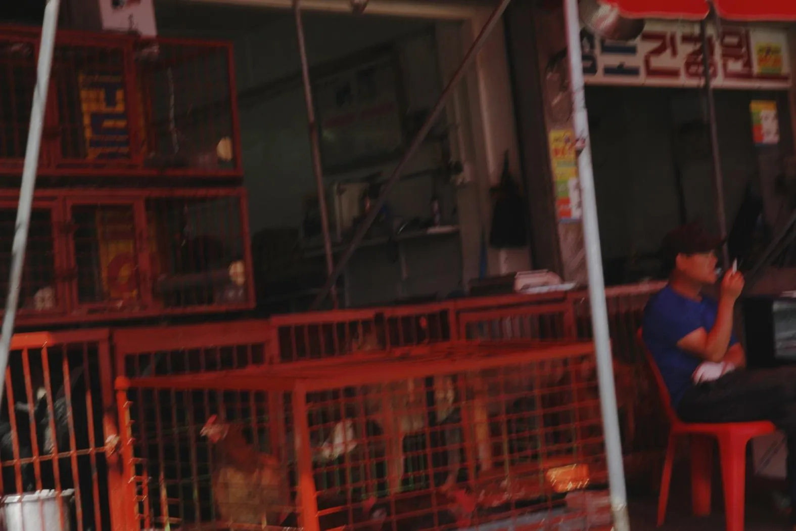 Dogs crammed into a cage at Moran Market, reflecting the cruel conditions they endure.