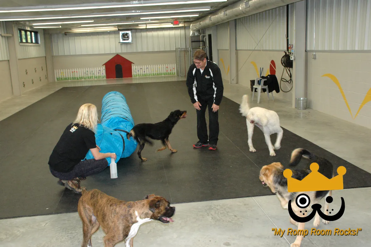 Dogs enjoying playtime in an indoor doggy daycare facility, featuring a colorful ball pit