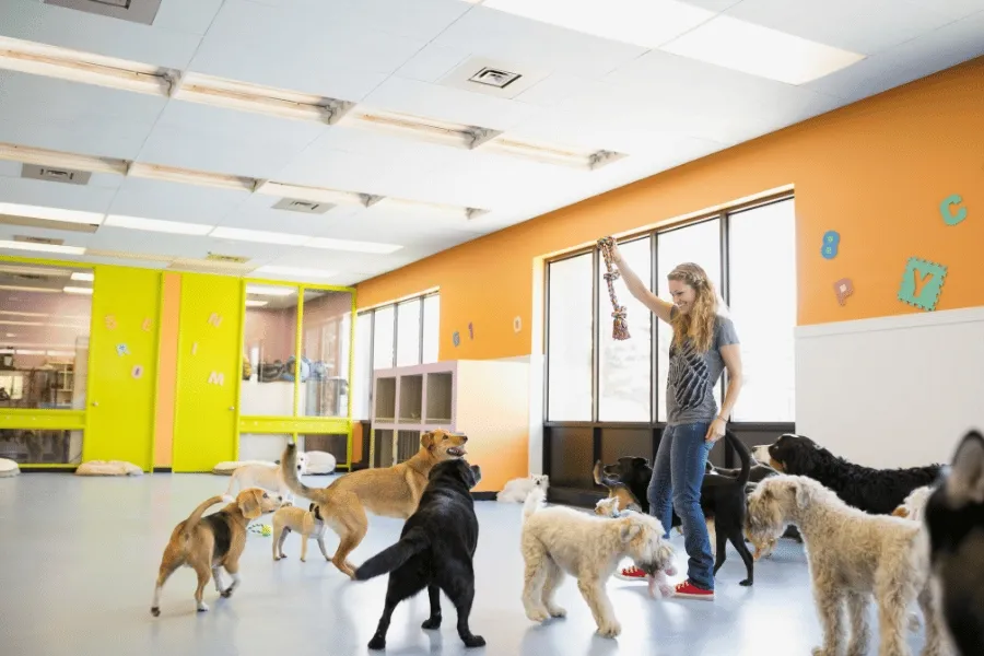 Dogs enjoying playtime indoors at a doggy daycare, interacting with toys
