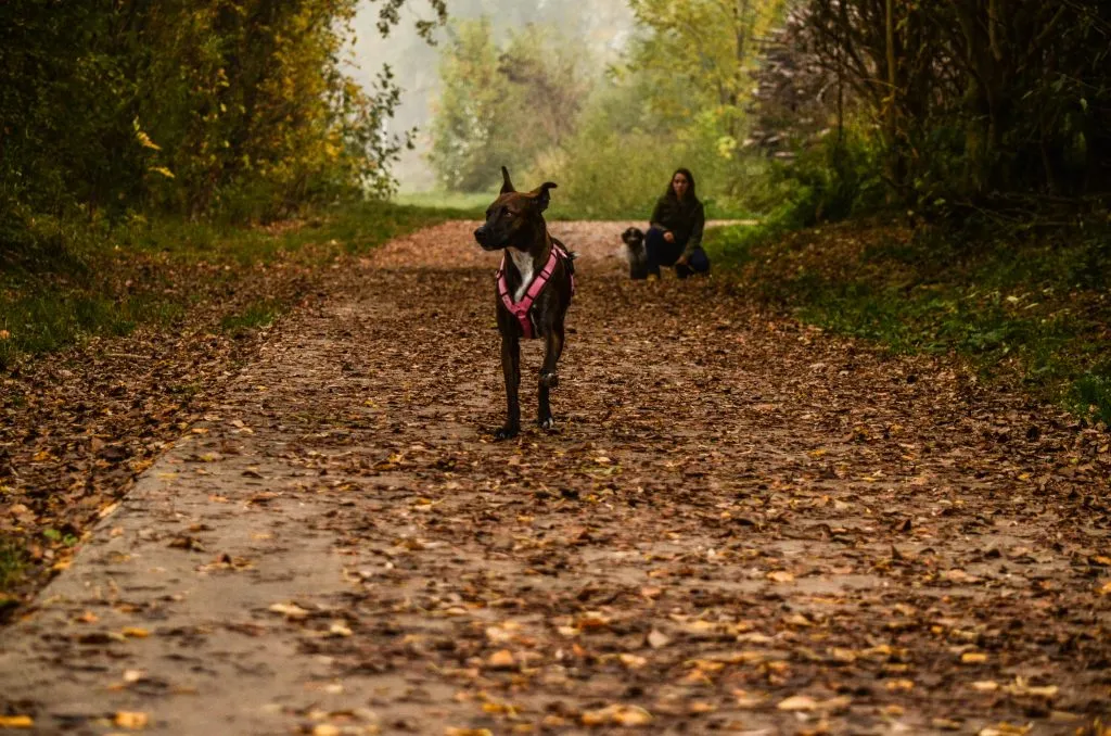Dogs happily exploring a vast, open field, emphasizing suitable locations for professional dog walks.