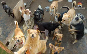 Dogs in crowded conditions, increasing kennel cough risk