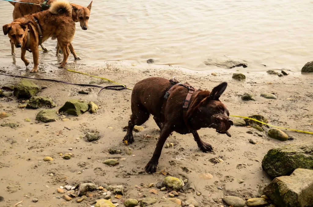 Dogs interacting playfully in a group, showcasing the importance of understanding canine body language for a dog walking job.