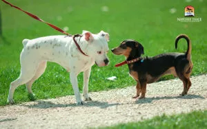 Dogs interacting safely to prevent kennel cough