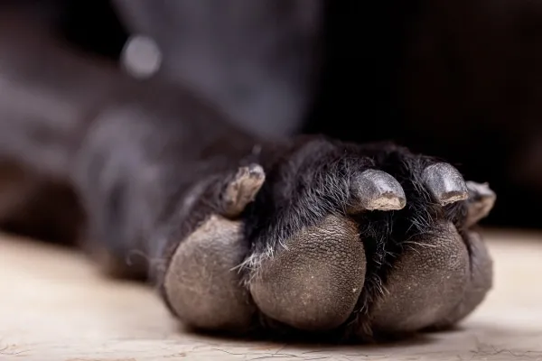Dogs with paw pad injuries may limp or lick continuously at them