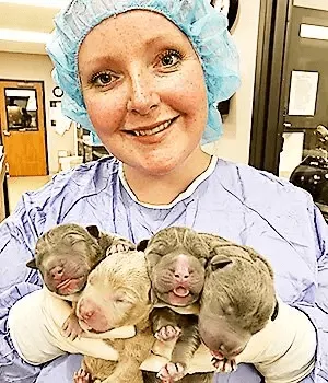 Dr. Samantha Nye, a canine reproduction specialist, with a healthy litter of puppies delivered via C-Section