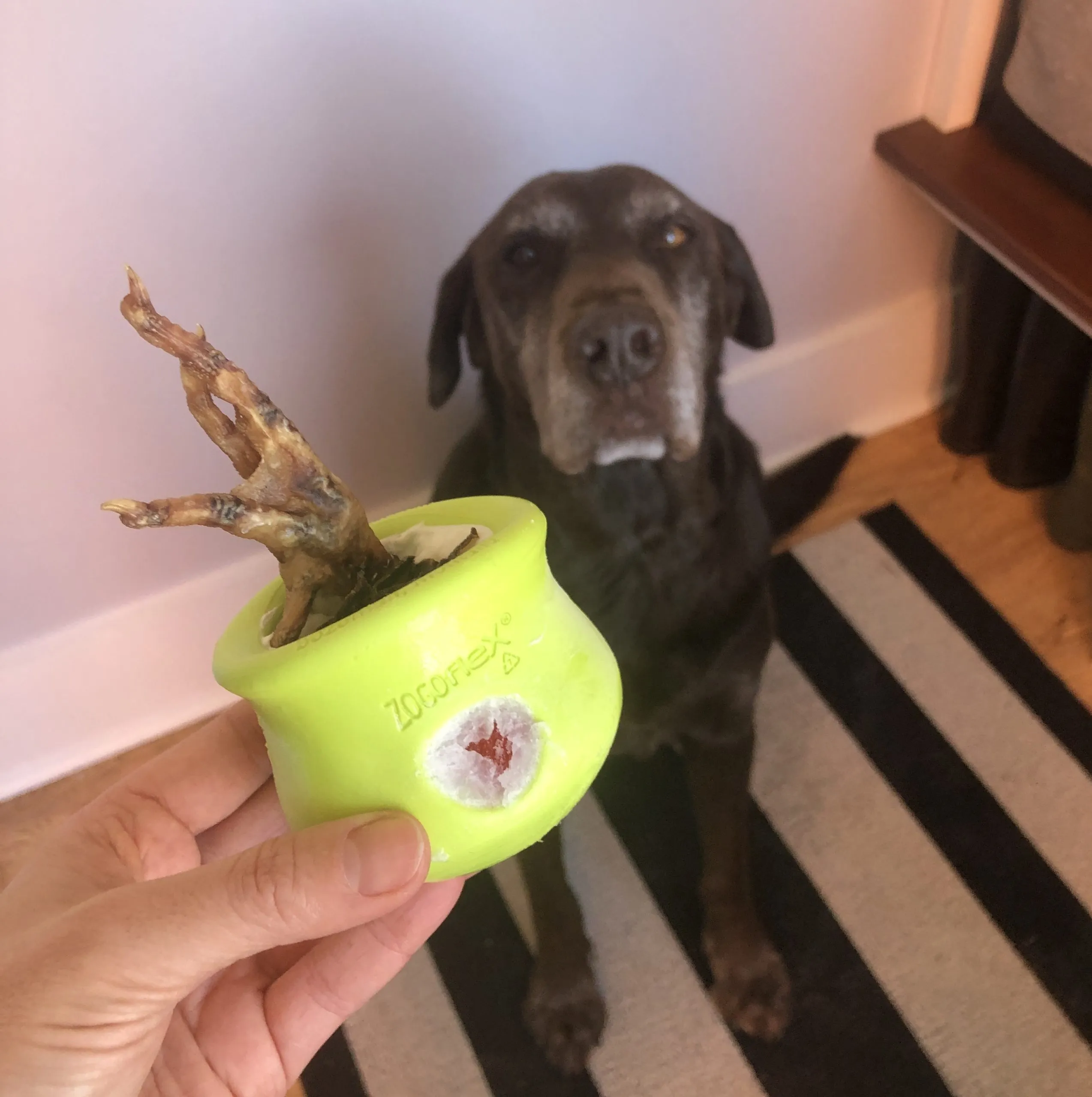 Dried chicken feet in a West Paw Toppl