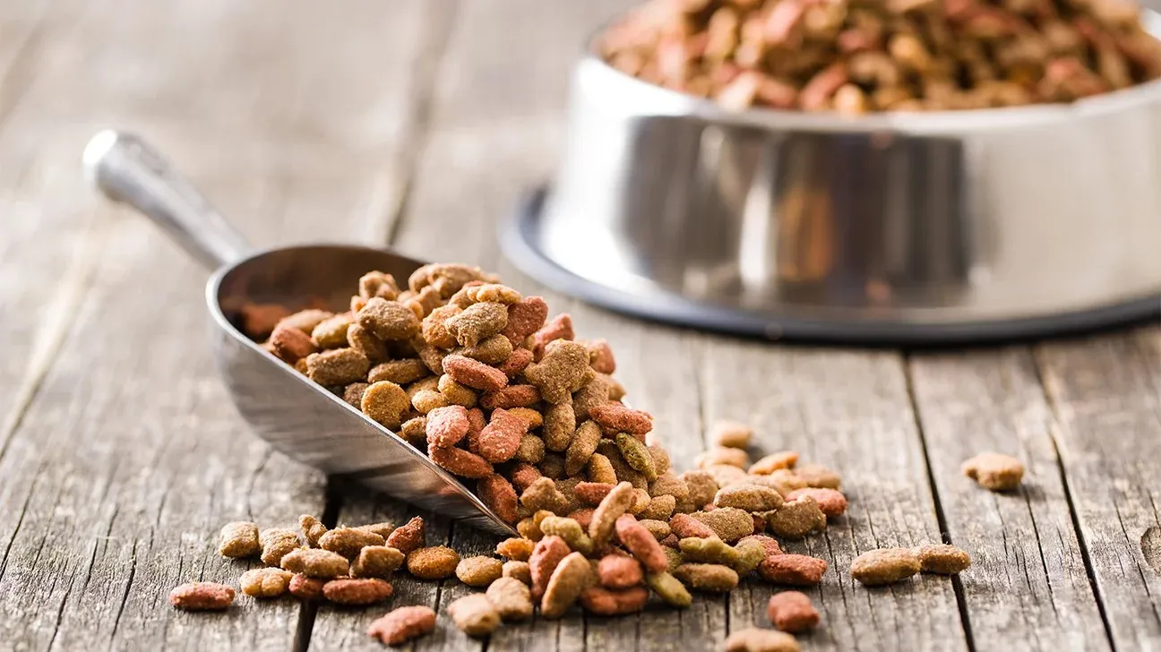 Dry dog food kibble in a bowl, questioning its suitability for human consumption