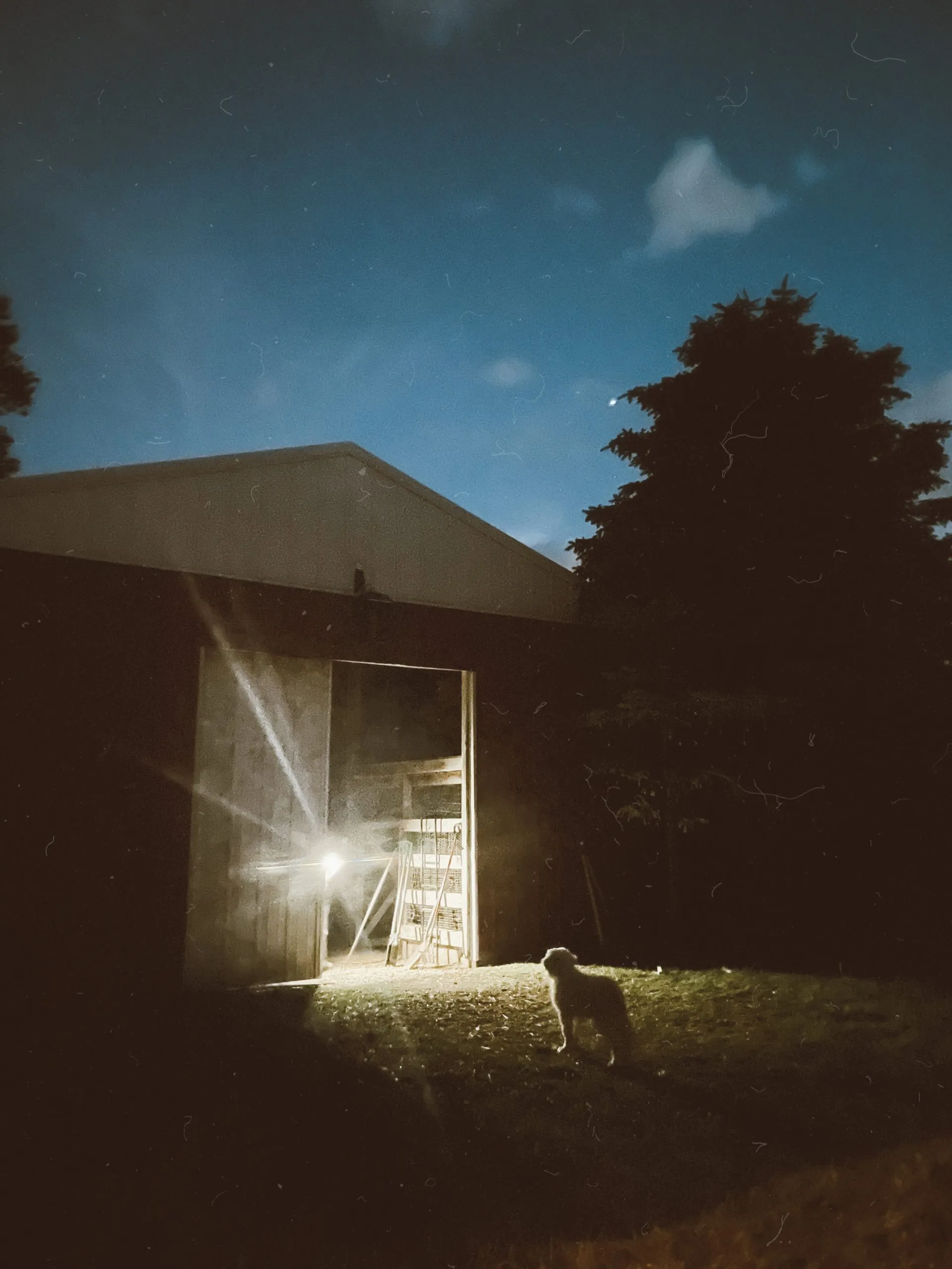 Dual-purpose farm dog Mazikeen standing alert