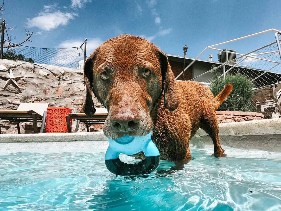Durable rubber Gnawflex Kettlebell outdoor dog toy in vibrant yellow, designed for tough chewers and all-weather play.