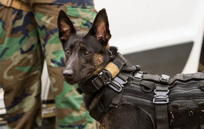 Dutch Shepherd in a police K-9 patrol