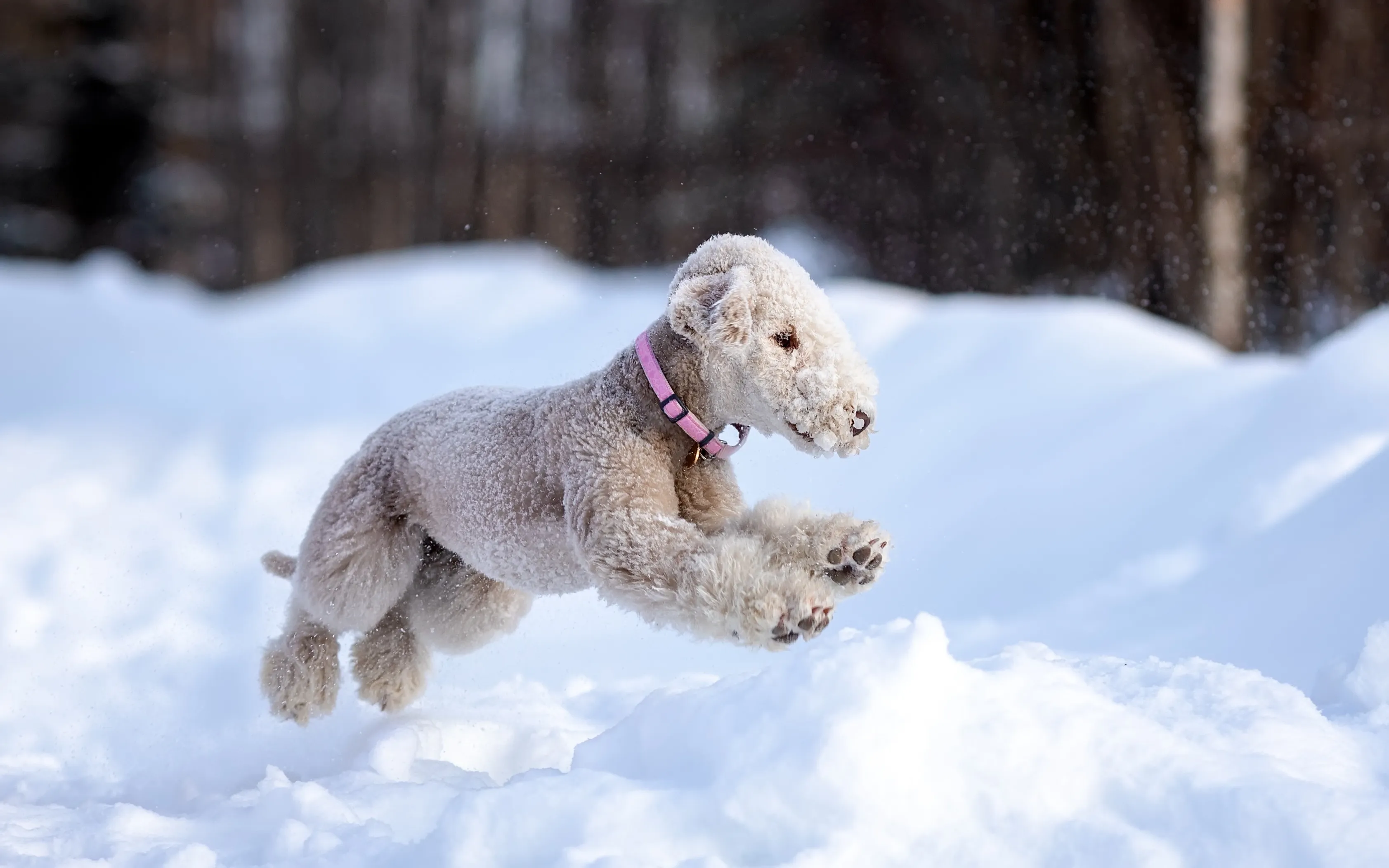 Dynamic white Bedlington Terrier gracefully running through fresh snow, showcasing its unique curly, low-shedding coat and distinctive topknot