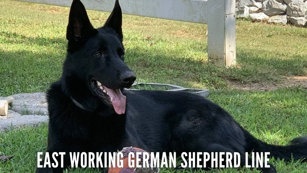 East German Working Line German Shepherd Dog (DDR)