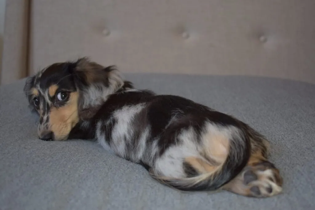 Eddie, a striking miniature dapple dachshund puppy, enjoying the grass.
