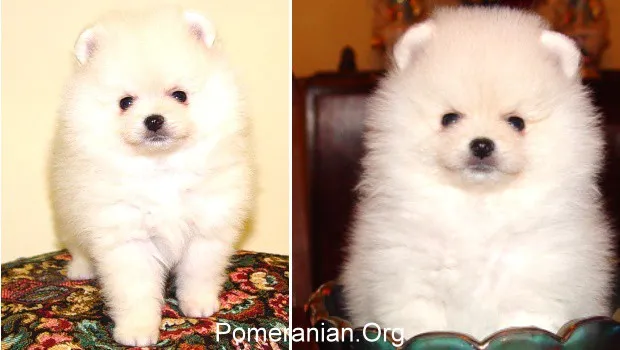 Eight-week-old cream Pomeranian puppies with soft, pale coats