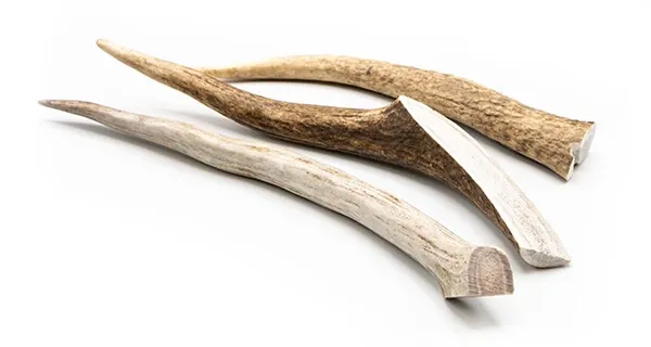 Eldon's Elk Antler, an extremely hard and long-lasting dog chew ideal for powerful large breed chewers