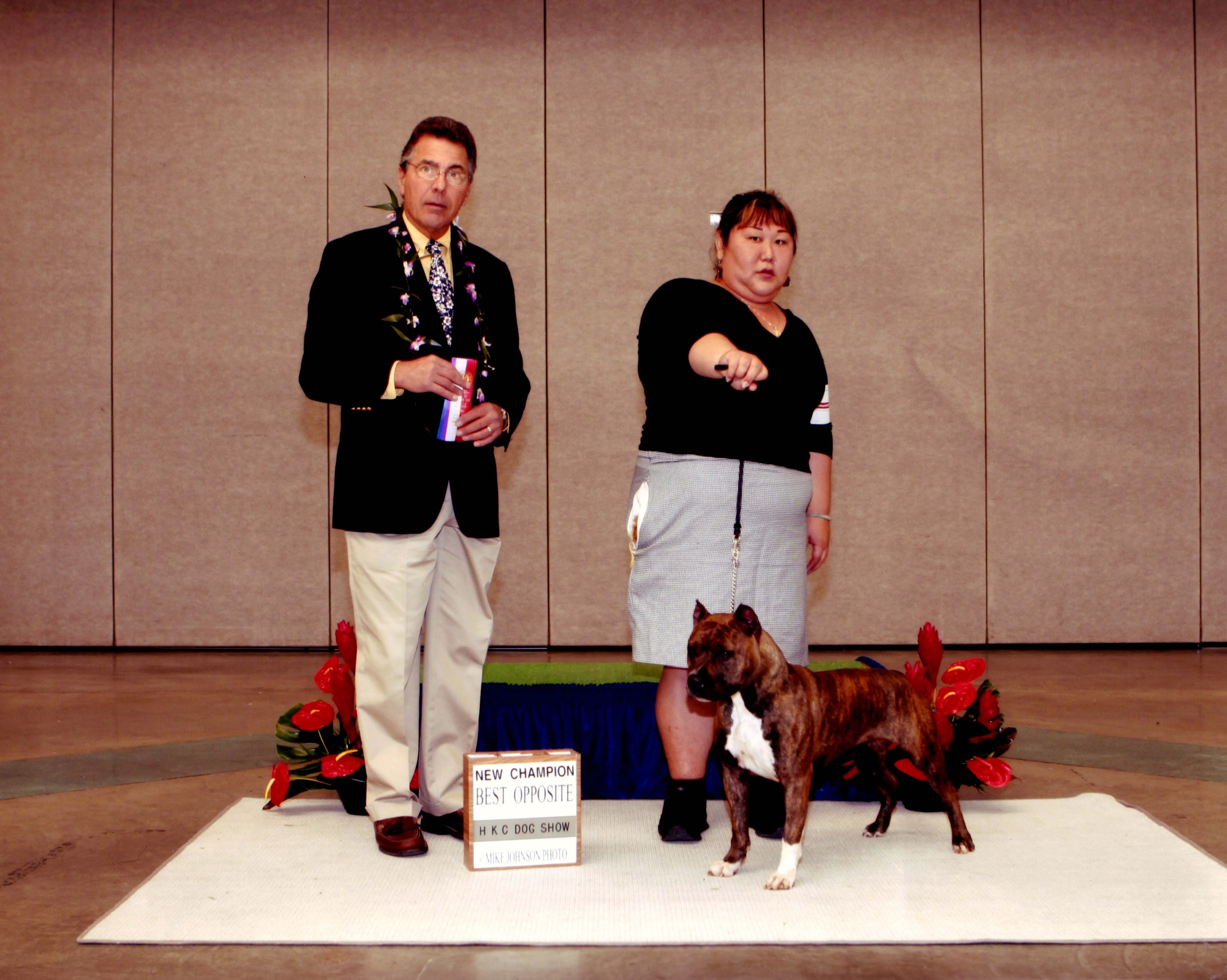 Elegant American Staffordshire Terrier female, Mele