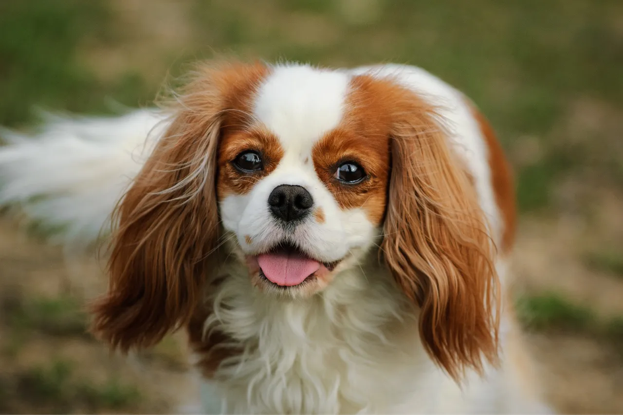 Elegant Cavalier King Charles Spaniel resting, a gentle and affectionate small dog for calm families