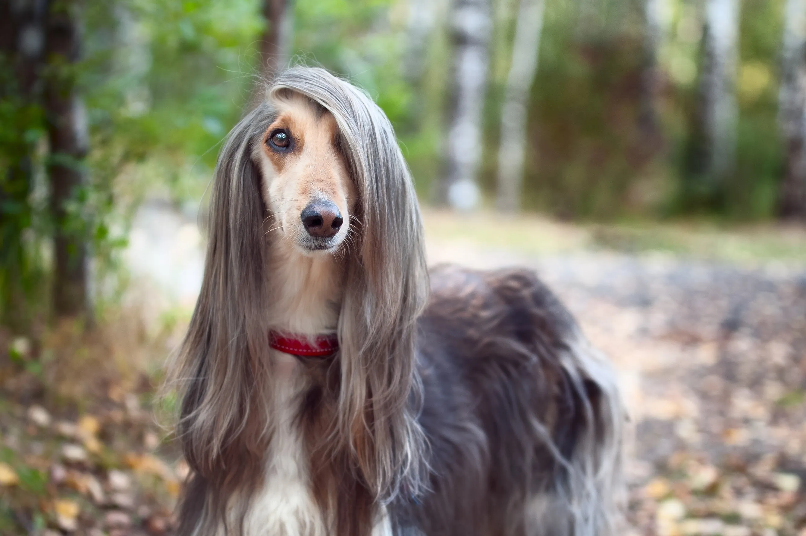 Elegant gray and tan Afghan Hound looking thoughtfully at the camera, showcasing its long, silky coat