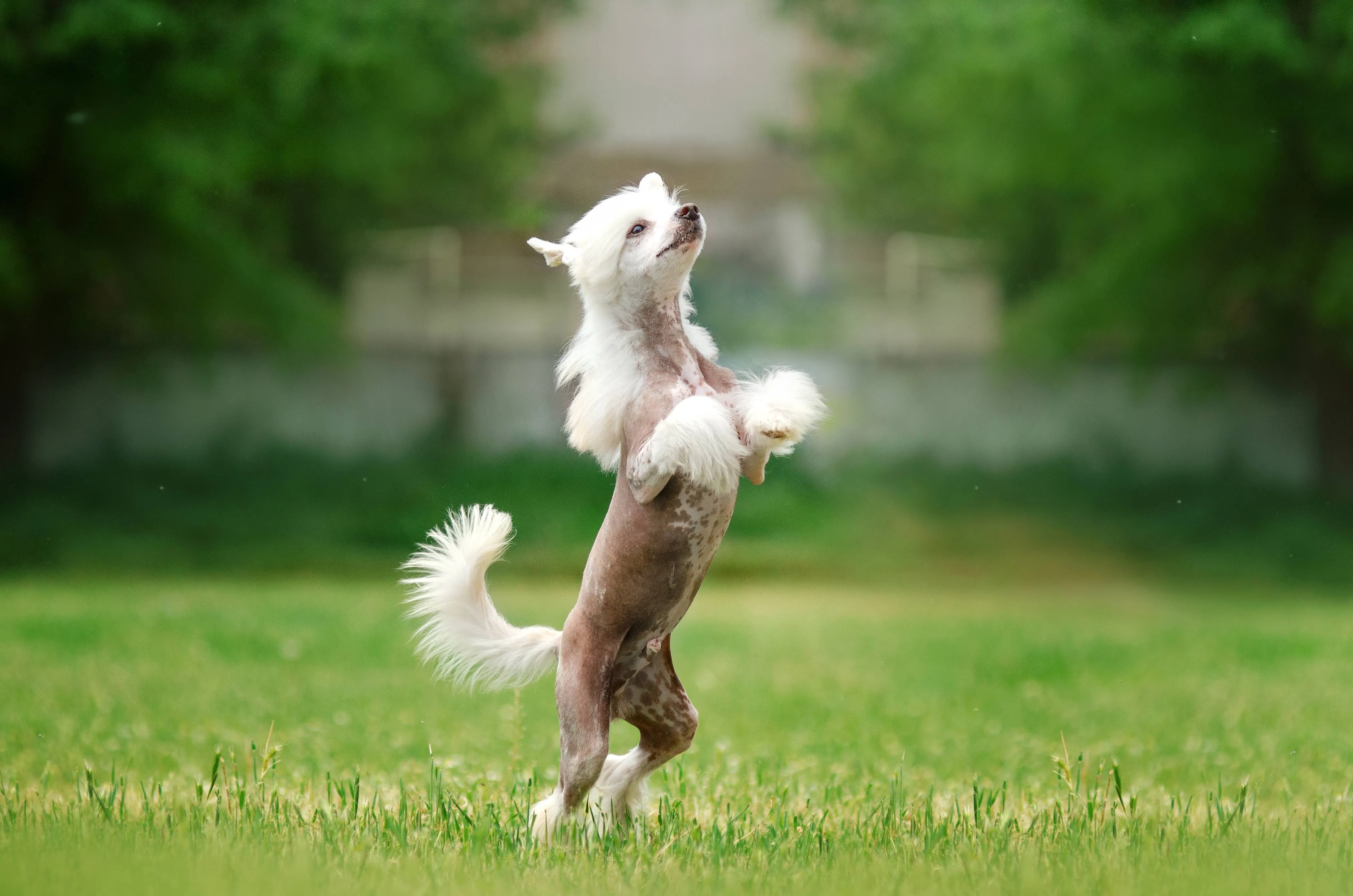 Elegant hairless Chinese Crested dog standing on hind legs in a sunny field