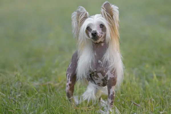 Elegant Hairless Chinese Crested dog with hair on head, paws, and tail