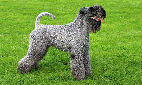 Elegant Kerry Blue Terrier with soft blue-grey coat, looking attentive