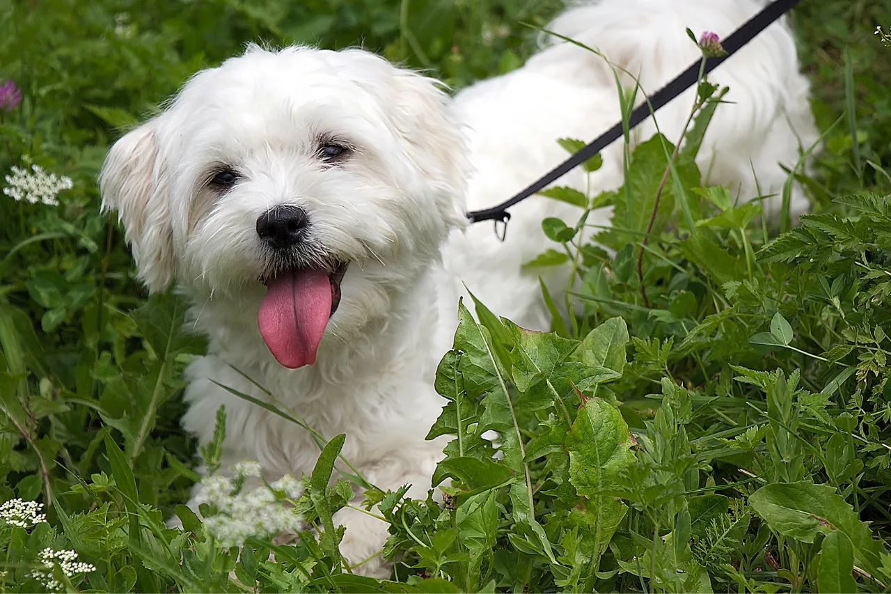 Elegant Maltese with long white hair, a gentle small dog breed ideal for families with older children