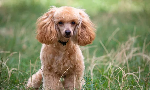 Elegant Miniature Poodle