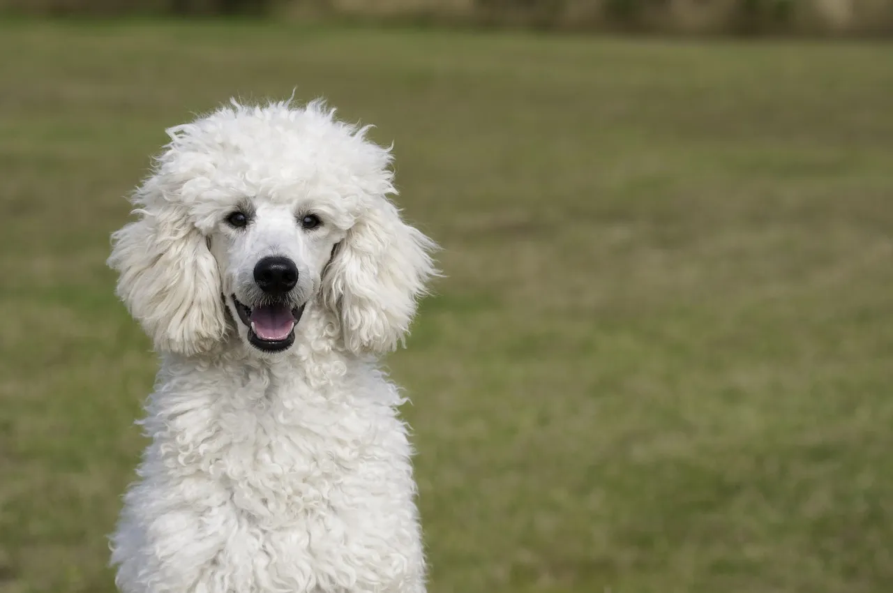 Elegant Poodle resting peacefully in a natural, soft lighting environment, embodying calm and well-being.