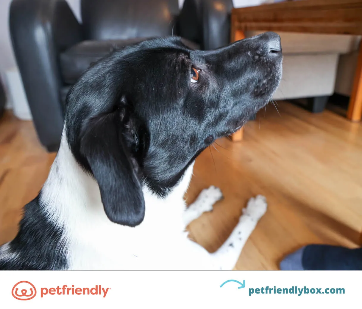 Elegant puppy performing a 'take a bow' stretch, a charming puppy trick that promotes flexibility.